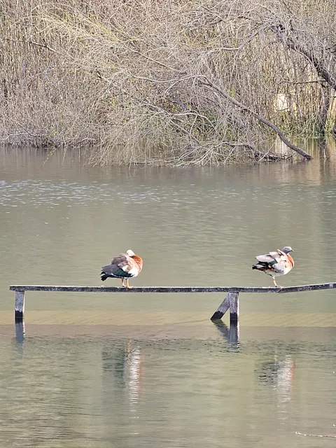 Puerto las rosas, Futrono. (Bahía Lago Ranco)