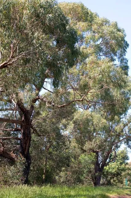 The Pines Flora and Fauna Reserve (Parks Victoria)