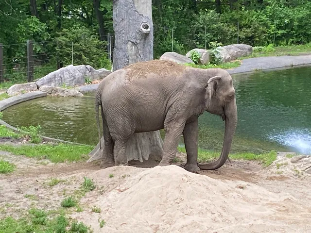 Asian Elephants at Bronx Zoo