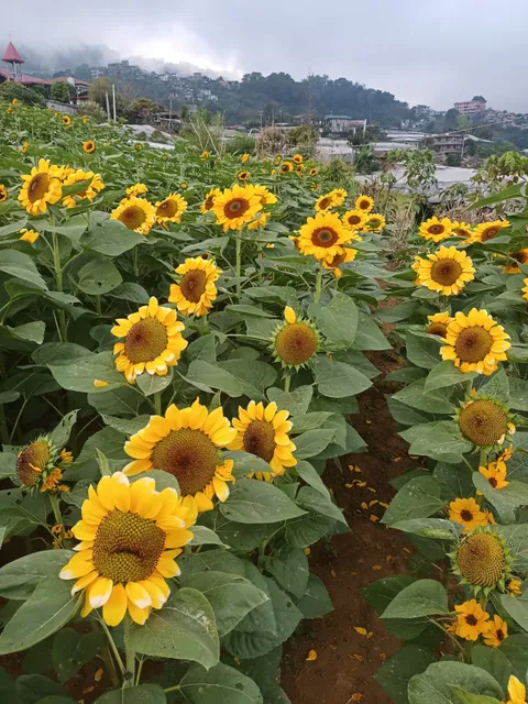 Bahong Sunflower Farm