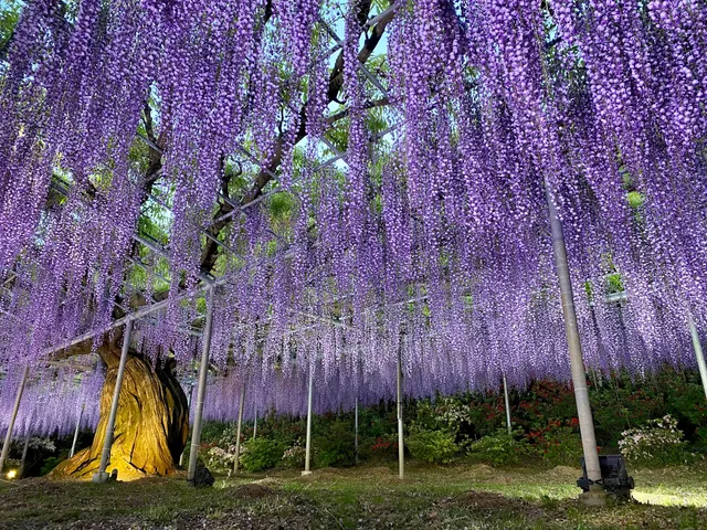 Ashikaga no Fuji