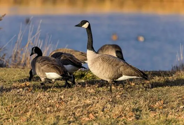 Bear Creek Greenbelt
