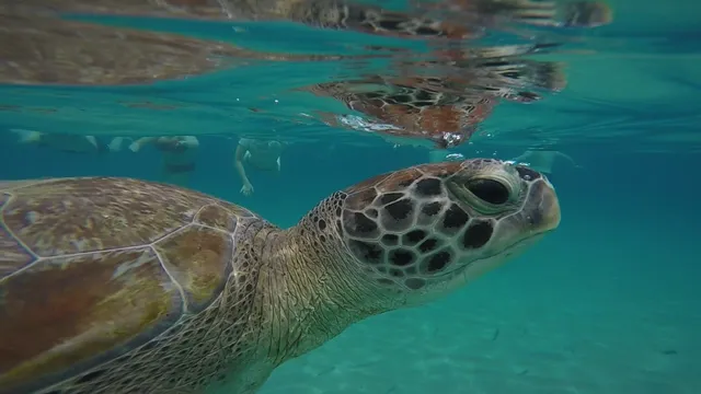 Snorkeling Tours Curacao.
