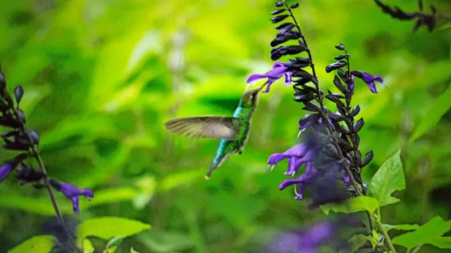Colibríes en Cancha de golf. Garden