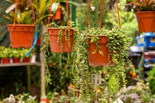 Farmers Arcade Cameron Highlands