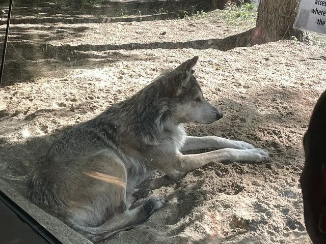 Regenstein Wolf Woods