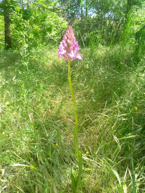 Plaine des Orchidées