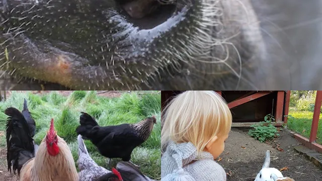 Statarmuseet i Skåne