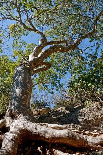 Bosque Estatal de Guánica