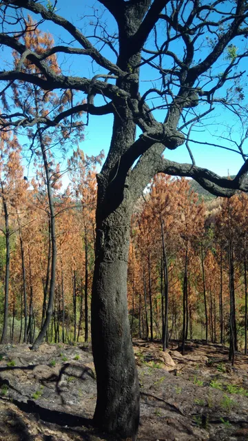 Pelourinho de Águas Belas