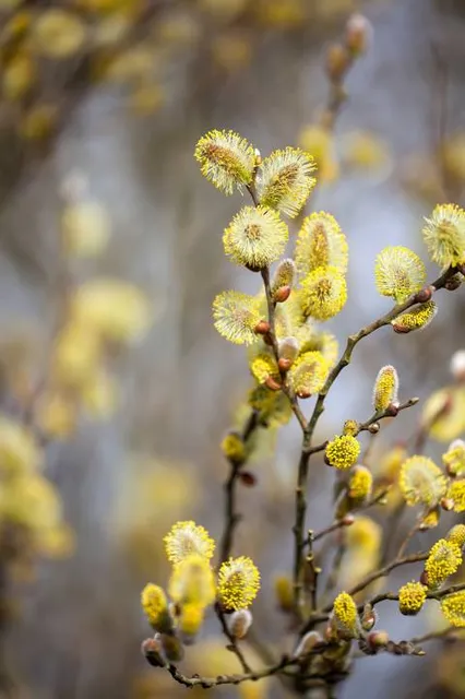 Parcão de Gravataí