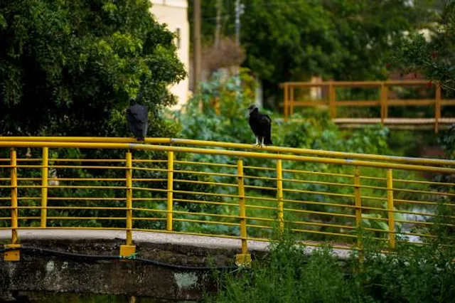 Cachoeira da Ponte Amarela