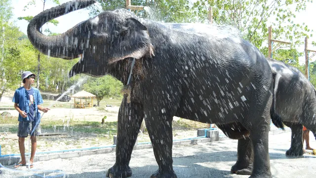 Tonsai Elephant Sanctuary Park Patong
