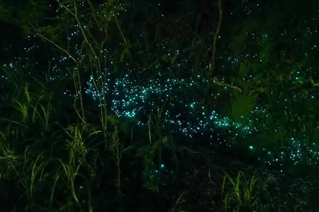 Glow Worm Dell