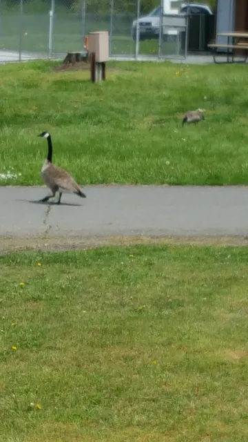 Sequim Retreats - Sequim pet-friendly lodging & vacation rentals