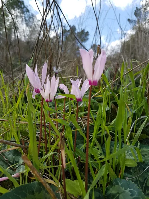 Kochav Yair Tzur Yigal