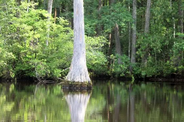 Robertson Millpond Preserve