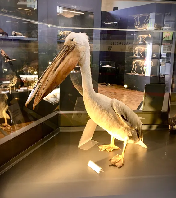 Trakya Üniversitesi Doğa Tarihi Müzesi