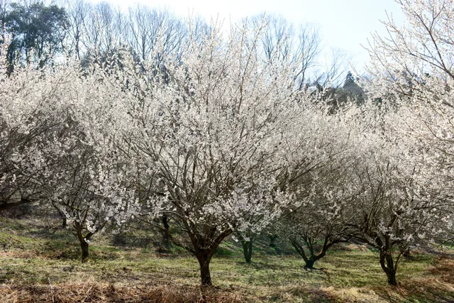 Kannonyama Plum Grove