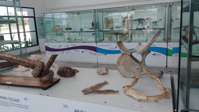 Zoology Museum - UEFS