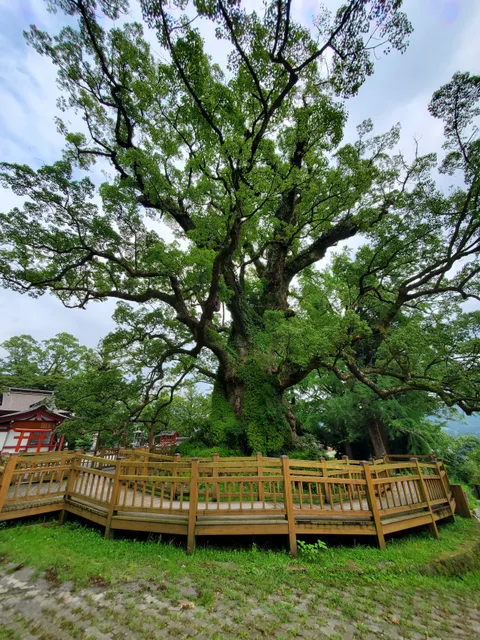 Giant Camphor Tree of Kamoh