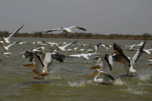 Djoudj National Bird Sanctuary