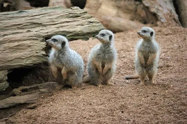 Zájezd Zoo