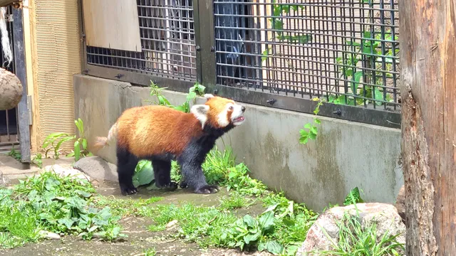 レッサーパンダ舎