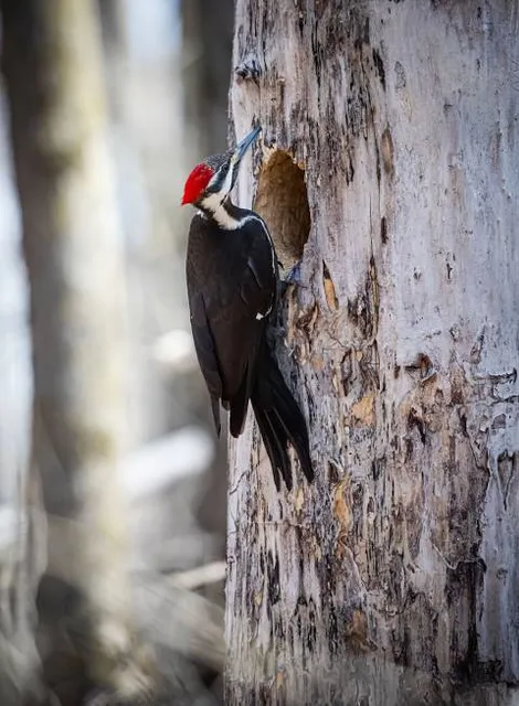 Refuge faunique Marguerite-D'Youville
