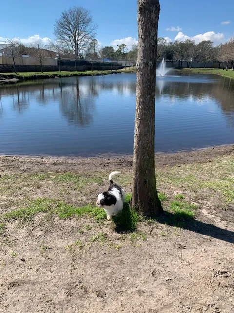 Atlantic Beach Dog Park (Members Only)
