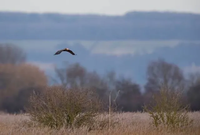 RSPB Blacktoft Sands