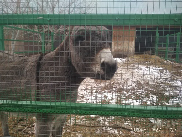 городское поселение Хвалынск