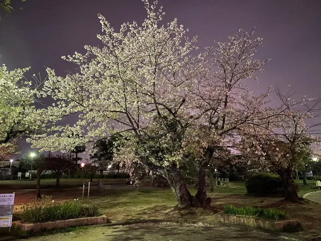 Hirakatashiritsumakino Park