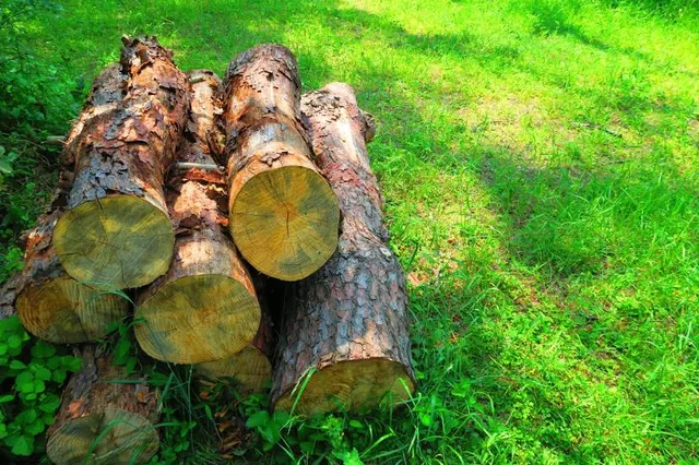 Saitama Kenei Wakojurin Park