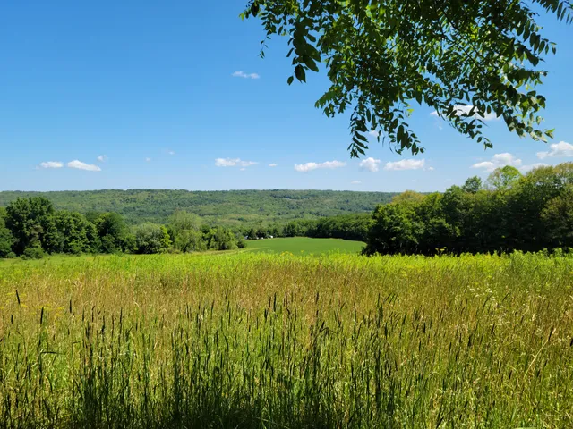 Bock-Harvey Forest Preserve