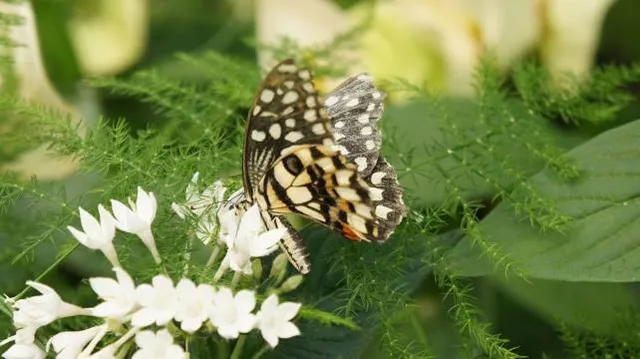 La Ferme aux Papillons