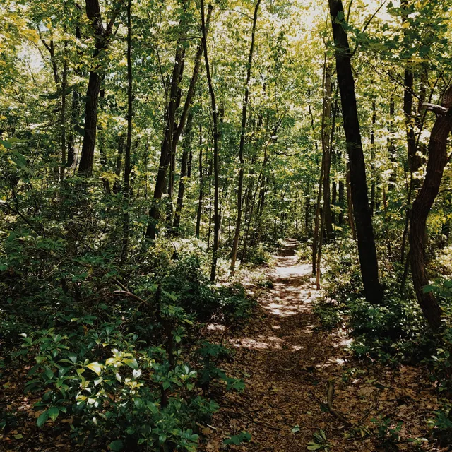 State Game Lands Number 156