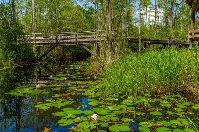 Okefenokee Swamp Park