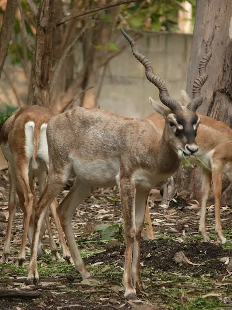 Rajiv Gandhi Zoological Park