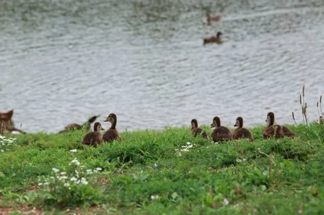 Westminster Community Pond