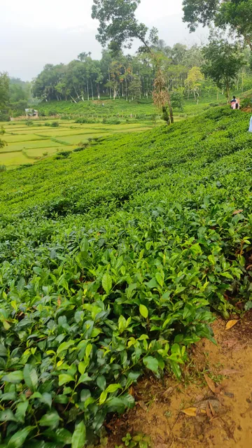 Malnicherra Tea Estate