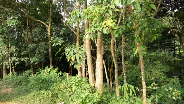 Rimba Alam Park