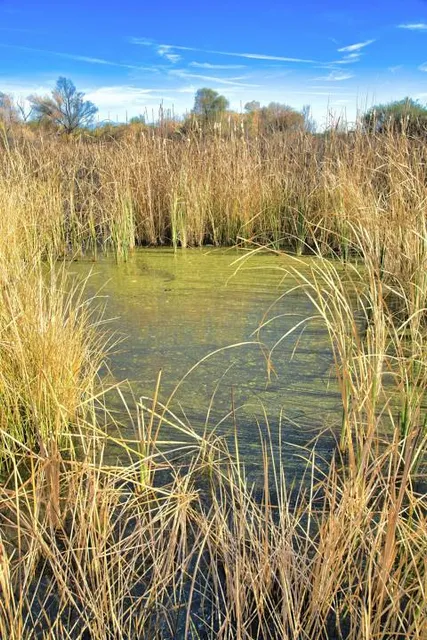 Sweetwater Wetlands Park