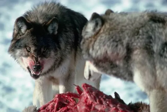 Carlos Avery State Wildlife Management Area