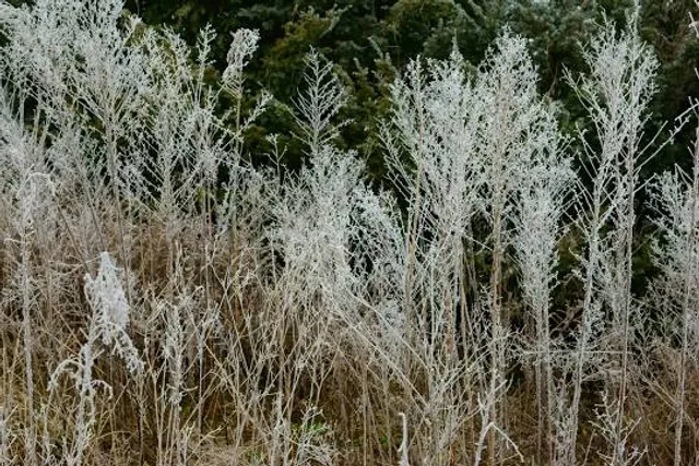 Coto Escolar San Francisco de Asís