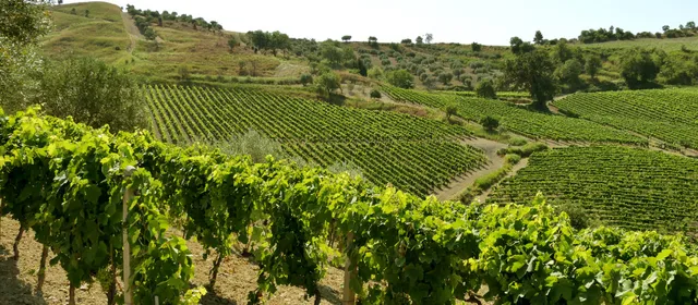 Brigante Vigneti & Cantina