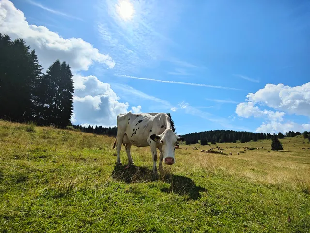 Sulle tracce dell'orso - Nå in tritt von per