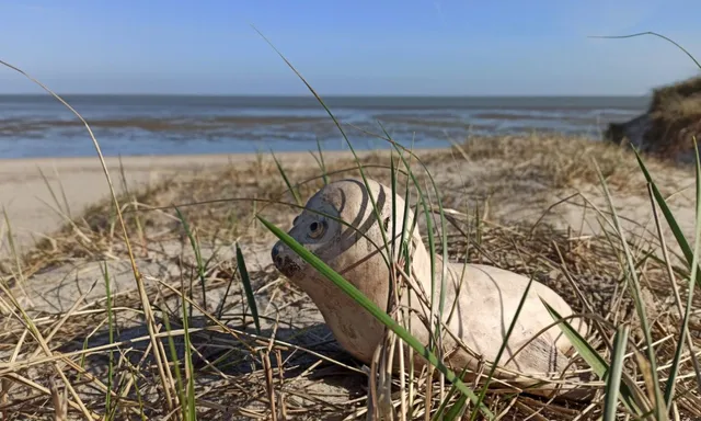 Ferienwohnung "Seehund-Lilly"