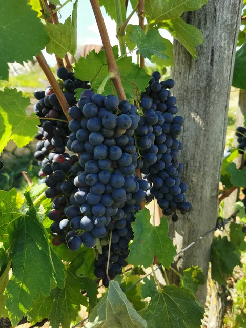 Aklan Családi Pince