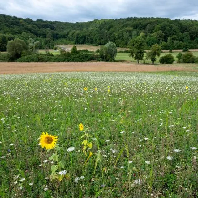 Parc national de forêts